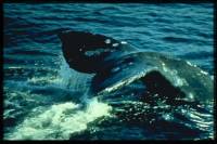 Source: www.animalphotolibrary.com - whale