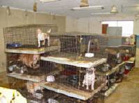 Source: www.puppymillprotest.org - puppy mill
