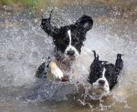 Dogs running through water [ 63.72 Kb ]