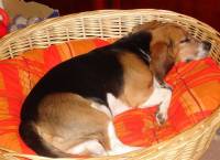 The beagle at home 49 [ 45.39 Kb ]