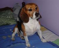 The beagle at home 50 [ 32.22 Kb ]