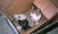 Kittens left in a box [ 32.14 Kb ]