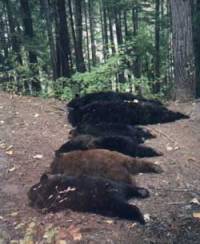 Six dead bears [ 56.22 Kb ]