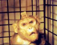 Primate experiment [ 40.69 Kb ]