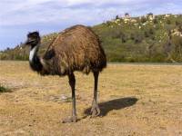 Australian emu - copyright Ray Drew [ 56.04 Kb ]