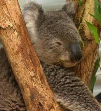 Koala soal survivor of fires that swept South Eastern Australia in 2001 - copyright Ray Drew [ 55.38 Kb ]