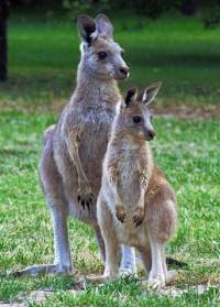 Kangaroos - copyright Ray Drew [ 53.47 Kb ]
