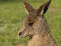 Portrait of a young kangaroo - copyright Ray Drew [ 33.46 Kb ]
