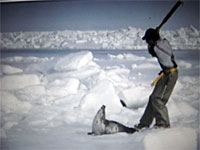 HSUS: Bearing Witness: Canada's 2005 Seal Hunt