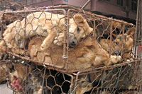 Chinese fur industry 1 [ 57.80 Kb ]