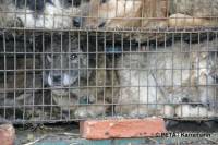 Chinese fur industry 2 [ 50.94 Kb ]