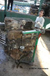 Chinese fur industry 3 [ 56.11 Kb ]