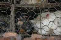 Chinese fur industry 4 [ 42.76 Kb ]