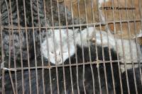 Chinese fur industry 5 [ 52.37 Kb ]