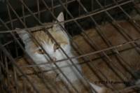 Chinese fur industry 6 [ 30.42 Kb ]