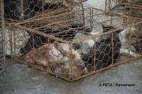 Chinese fur industry 7 [ 50.27 Kb ]