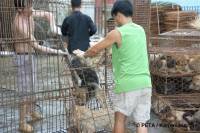 Chinese fur industry 8 [ 52.82 Kb ]