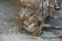 Chinese fur industry 9 [ 41.99 Kb ]