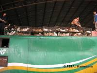 Chinese fur industry 11 [ 41.13 Kb ]