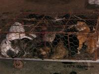 Chinese fur industry 12 [ 48.54 Kb ]