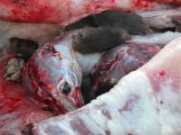 Chinese fur industry 13 [ 39.48 Kb ]