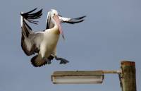 Pelican landing - copyright Ray Drew [ 21.01 Kb ]