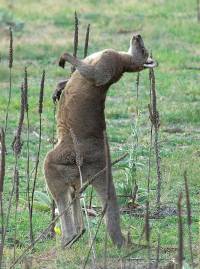 Male kangaroo - copyright Ray Drew [ 116.13 Kb ]