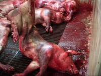 Croatian slaughterhouse1 [ 112.37 Kb ]