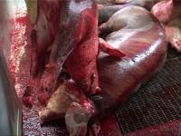 Croatian slaughterhouse2 [ 121.42 Kb ]