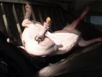 Croatian slaughterhouse4 [ 70.16 Kb ]