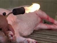 Croatian slaughterhouse5 [ 69.52 Kb ]