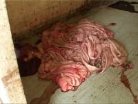 Croatian slaughterhouse10 [ 105.15 Kb ]