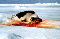 Seal hunt - Dead pup mother [ 49.20 Kb ]