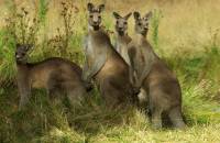 Kangaroo Family - Copyright: Ray Drew [ 162.75 Kb ]