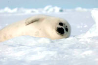 HSUS - Seal pup 3 [ 15.80 Kb ]