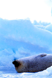 Seal hunt - Seal pup rollover [ 40.04 Kb ]