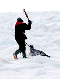 Seal hunt - Clubbing beater, IFAW [ 52.84 Kb ]