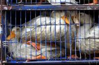 Live Animals Transport 5 [ 162.02 Kb ]