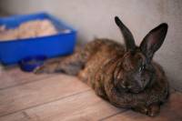 Sanctuary for abused animals - bunny Gruco [ 31.92 Kb ]