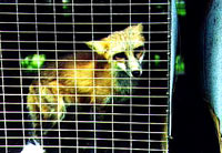 Fur - Fox in the cage [ 28.21 Kb ]