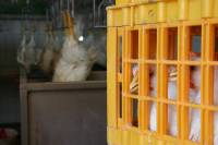 Croatian Slaughterhouse 11 [ 79.55 Kb ]