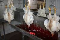 Croatian Slaughterhouse 11 [ 107.78 Kb ]