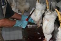 Croatian Slaughterhouse 11 [ 83.17 Kb ]