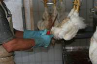 Croatian Slaughterhouse 11 [ 64.92 Kb ]