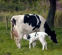 Mother and child [ 52.83 Kb ]