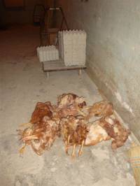 Starved hens of Poljoprerada 10 [ 76.50 Kb ]