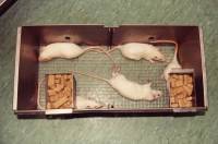 Bioserch rats [ 38.42 Kb ]