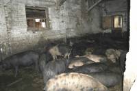 Pig Farm 'Eko Mavrovic' 10 [ 717.15 Kb ]