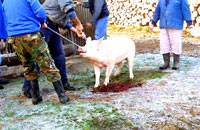 Kolinje - Backyard pig slaughter 03 [ 82.96 Kb ]