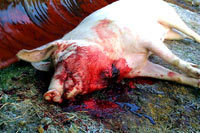 Kolinje - Backyard pig slaughter 05 [ 77.90 Kb ]